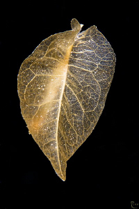 That's no special critter, that's just a leaf...drifting ... by Rico Besserdich 